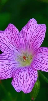 A vibrant pink flower blooms against a dark green background.