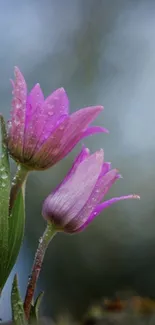 Close-up of pink flowers with dewdrops against blurred background.