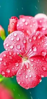 Vibrant pink flower with dewdrops on petals, perfect for mobile wallpaper.