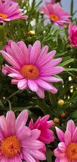 Close-up of vibrant pink flowers with green leaves.