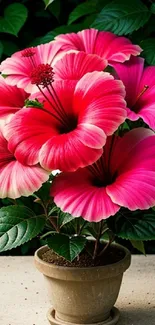 Vibrant pink hibiscus flowers in a pot with lush green leaves.