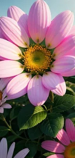 Vibrant pink daisy with green leaves in sunlight, perfect for mobile wallpaper.