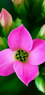 Vibrant pink flower with green buds and leaves in background.