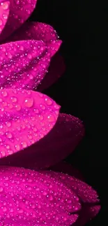 Vibrant pink flower with dewdrops against dark background wallpaper.