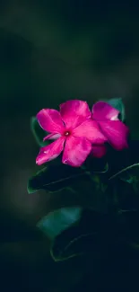 A vibrant pink flower stands out against a dark green background in this beautiful wallpaper.