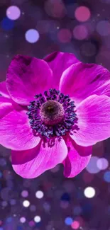 Vibrant pink flower with a bokeh background, ideal for phone wallpapers.