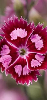 Vibrant pink flower with intricate petals on a wallpaper.