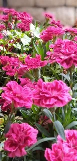 Vibrant pink flowers with green leaves in a garden setting.