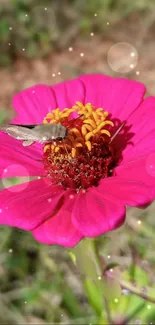 Vibrant pink zinnia with bokeh effect on green background.