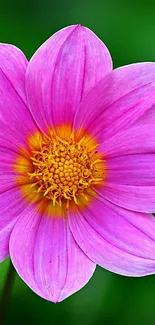 Vibrant pink flower with yellow center on a mobile wallpaper