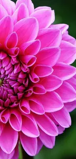 Close-up of a vibrant pink flower with lush green background.