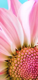 Close-up of a vibrant pink flower with delicate petals and blue backdrop.