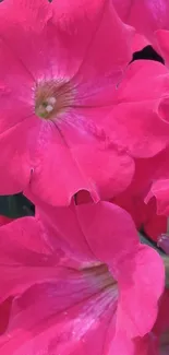 Vibrant pink petunia flower wallpaper with rich colors.