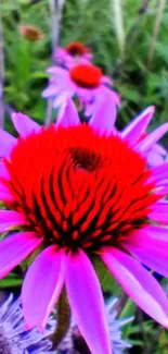 Close-up of vibrant pink wildflower with a vivid red center.