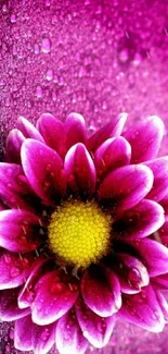 Vibrant pink flower with dewdrops on a purple background for mobile wallpaper.