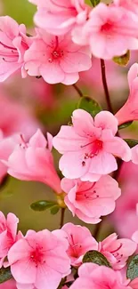 Vibrant pink flowers blooming in nature.