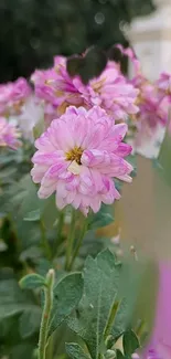 Close-up of vibrant pink flowers in bloom, perfect for a phone wallpaper.