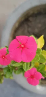 Close-up of vibrant pink flowers with green leaves.