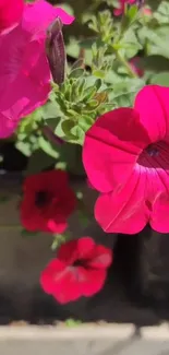 Vibrant pink flowers with green foliage in bright sunlight.