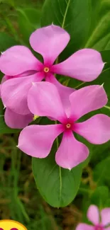 Vibrant pink flowers with green leaves wallpaper.