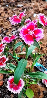 Vibrant pink flowers in a garden setting on rich soil.