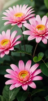 Four pink daisies against lush green leaves.