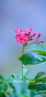 Pink flowers with green leaves on a blue background.