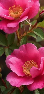 Vibrant pink flowers with detailed petals.