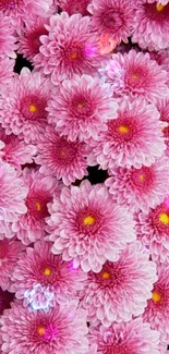 Vibrant pink chrysanthemum flowers wallpaper for mobile background.