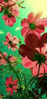 Vibrant pink flowers against a sunny sky.