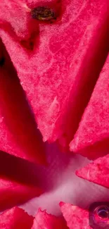 Close-up of a vibrant pink watermelon slice, perfect for wallpapers.