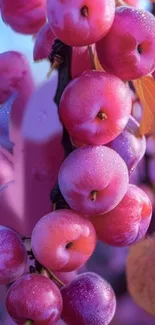 Close-up of vibrant pink grapes with dew droplets, perfect for a mobile wallpaper.