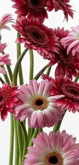 Vibrant pink gerbera daisies with green stems.