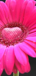 Vibrant pink gerbera flower on a black background for mobile wallpaper.