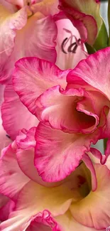 Close-up of vibrant pink gladiolus flowers displaying intricate petals.