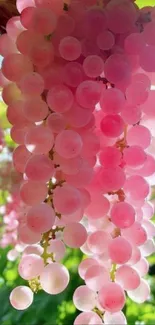 Vibrant pink grape clusters with lush greens in the background.