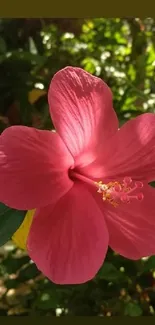 Vibrant pink hibiscus flower with green leaves in sunlight.