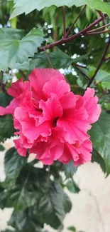 Close-up of a vibrant pink hibiscus flower with lush green leaves.