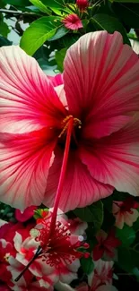 Bright pink hibiscus flower with green leaves mobile wallpaper.