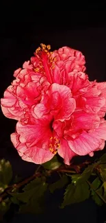 Vibrant pink hibiscus flower in bloom, close-up.