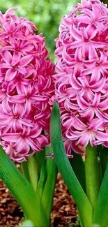 Close-up of a vibrant pink hyacinth flower in full bloom.