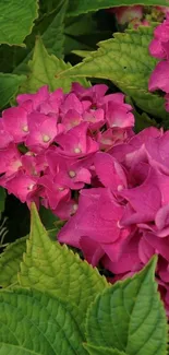 Vibrant pink hydrangea blossoms with green leaves.