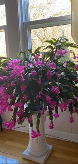 Indoor scene with pink flowers and natural light.