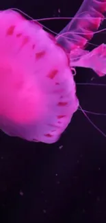 Pink jellyfish on a dark background, glowing vibrantly.