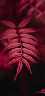 Close-up of vibrant pink leaf on a dark background, perfect for mobile wallpaper.