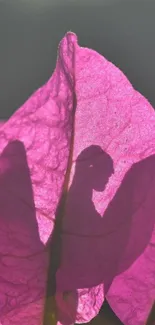 Close-up of a pink leaf silhouette in soft light.