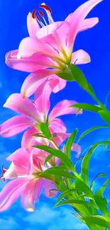 Pink lilies against a blue sky, capturing natural beauty.