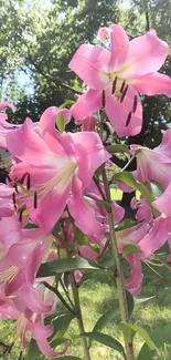 Pink lilies in full bloom under sunlight, showcasing vibrant petals.