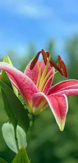 A vibrant pink lily blooms under a clear blue sky.