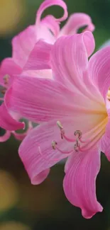 Close-up of a pink lily flower with soft background.